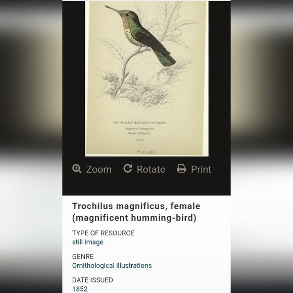 Rare Mid-19th Cent. English Hand-Colored Engraving Rosewood Gilt Shadowbox Frame - Picture 4 of 5